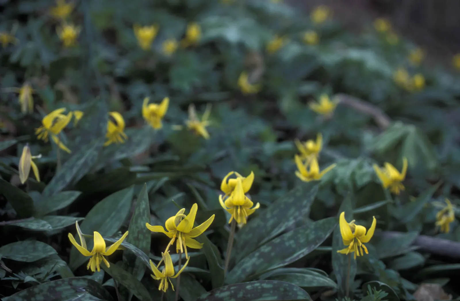 Trout Lily (Erythronium Oreganum) — with a spread of 4 to 6 inches; achieved through rhizomes and seed dispersal, image 65