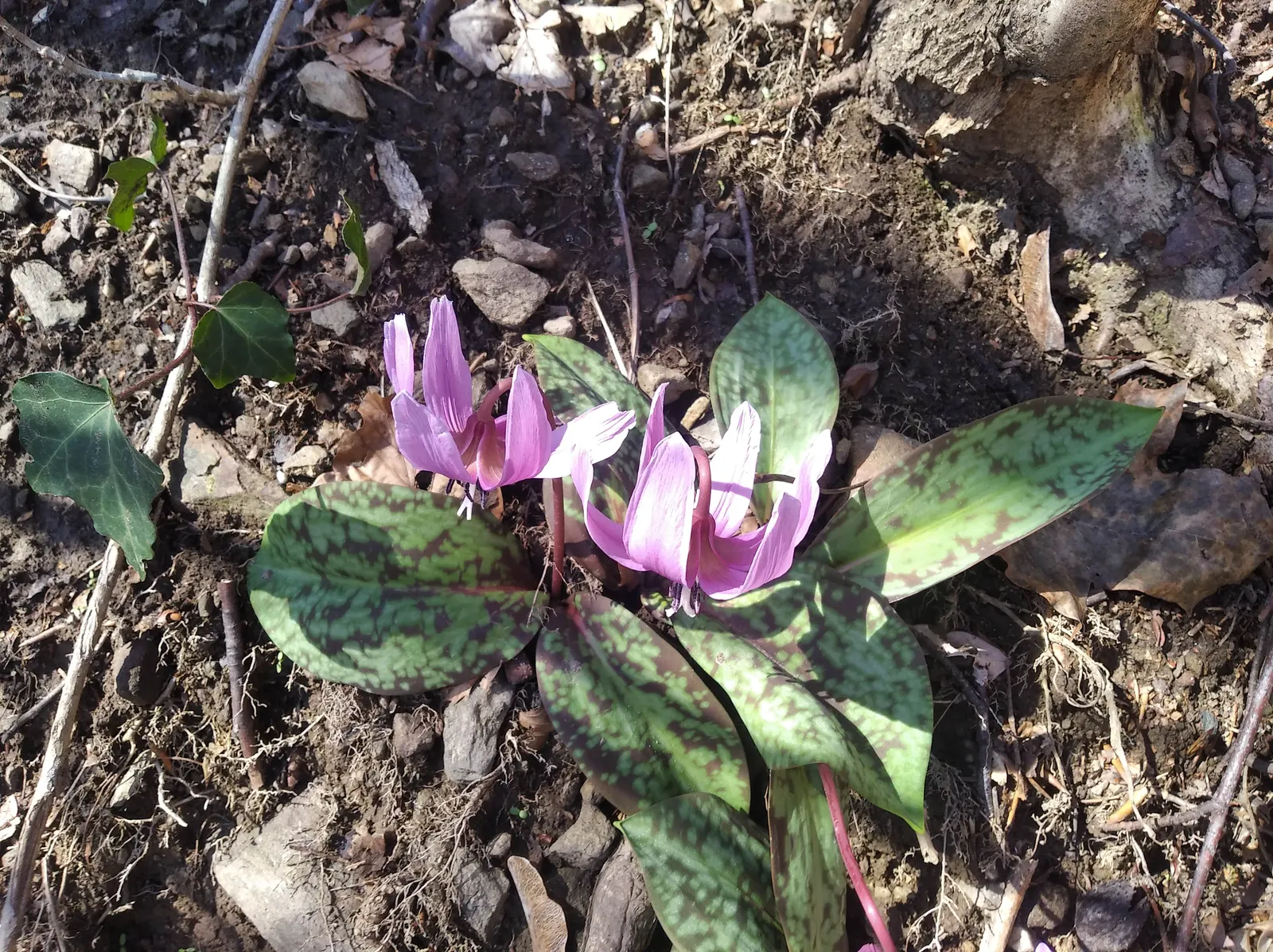 Trout Lily (Erythronium Oreganum) — the plant's slow colonization patterns; trout Lilies are ephemeral