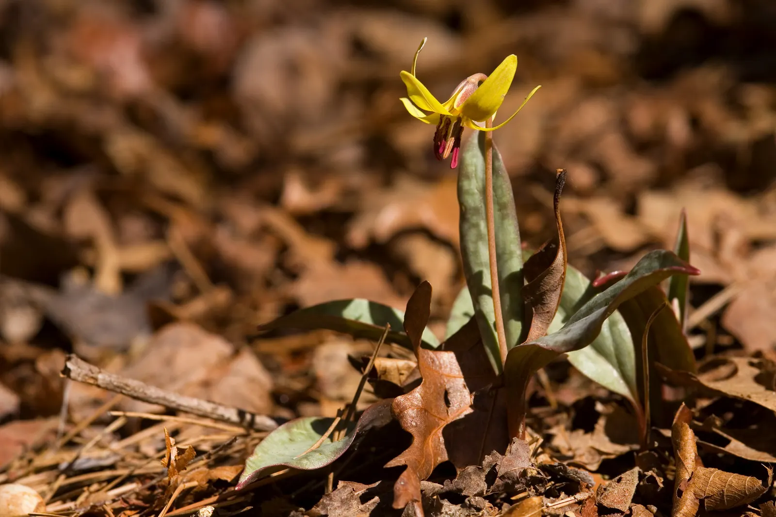 Trout Lily (Erythronium Oreganum) — should be accounted for to ensure proper spacing and propagation expectations; reminiscent of a trout's patterns, image 75