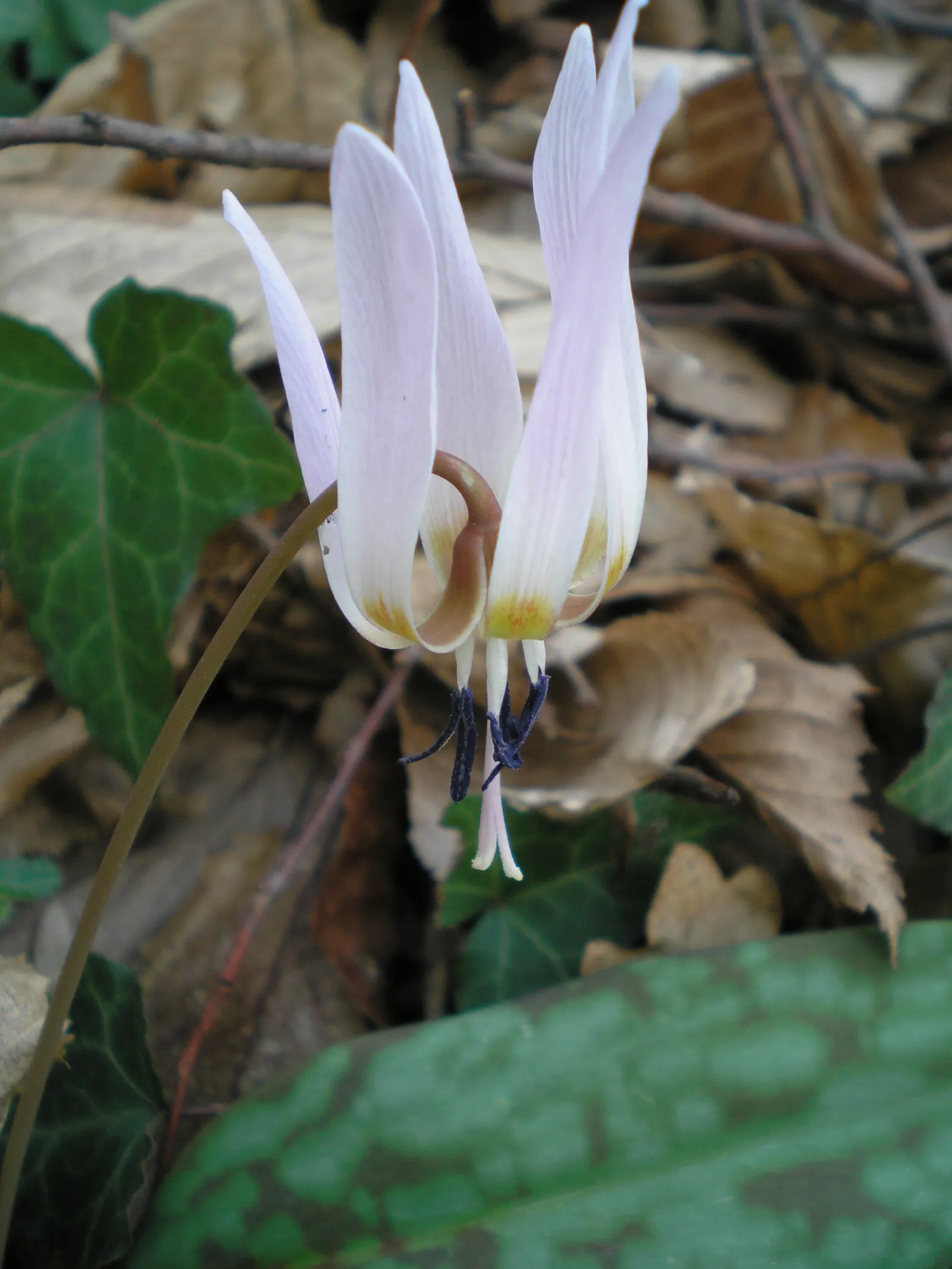 Trout Lily (Erythronium Oreganum) — In mid to late spring, each plant sends up a singular, nodding yellow or creamy-white flower; is a captivating, image 94