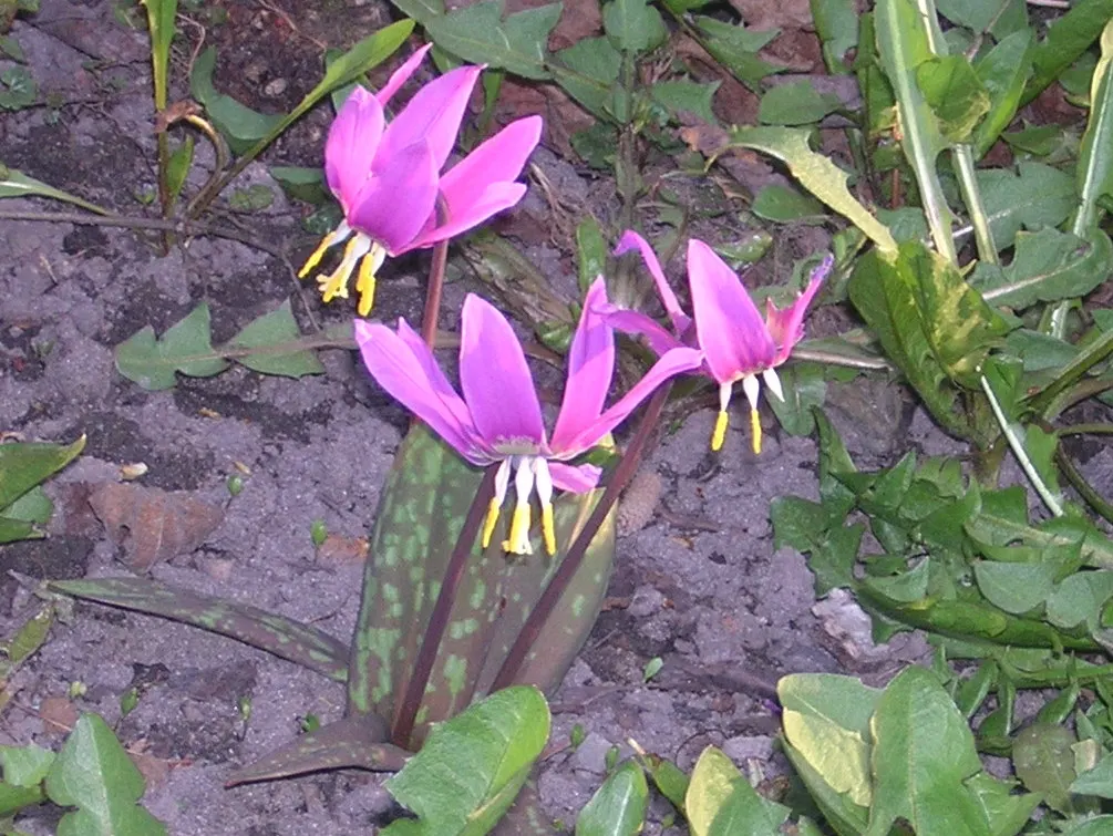 Trout Lily (Erythronium Oreganum) — white flowers in the garden; this plant thrives in dappled shade, image 106