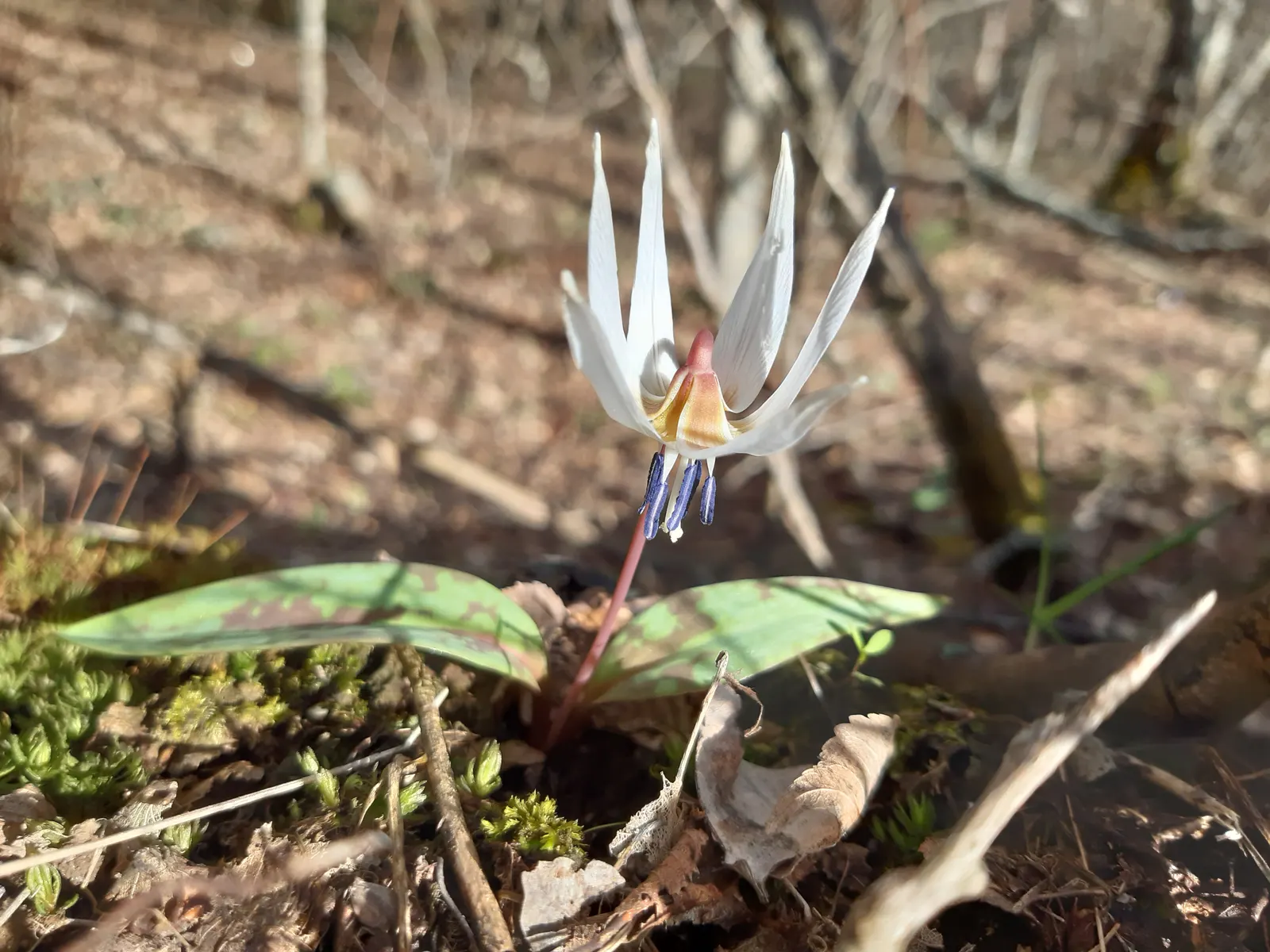 Trout Lily (Erythronium Oreganum) — bulb for full or half or shade; allowing other summer-blooming plants to take center stage, image 81