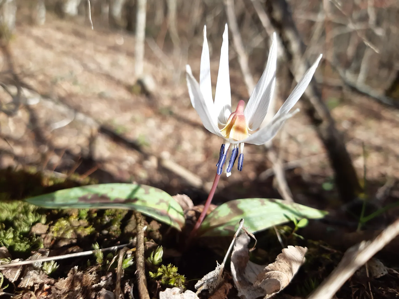 Trout Lily (Erythronium Oreganum) — and they flourish in hardiness zones 3 through 9