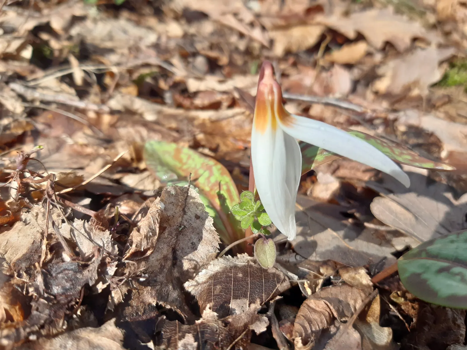 Trout Lily (Erythronium Oreganum) — should be accounted for to ensure proper spacing and propagation expectations