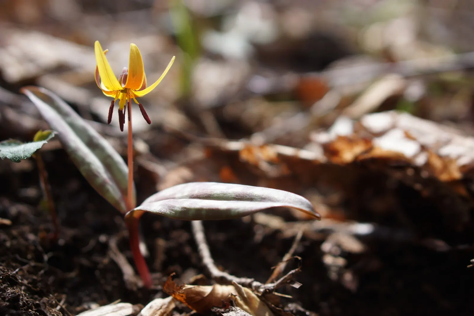 Trout Lily (Erythronium Oreganum) — consider its need for a winter chill period to bloom abundantly; and they flourish in hardiness zones 3 through, image 72