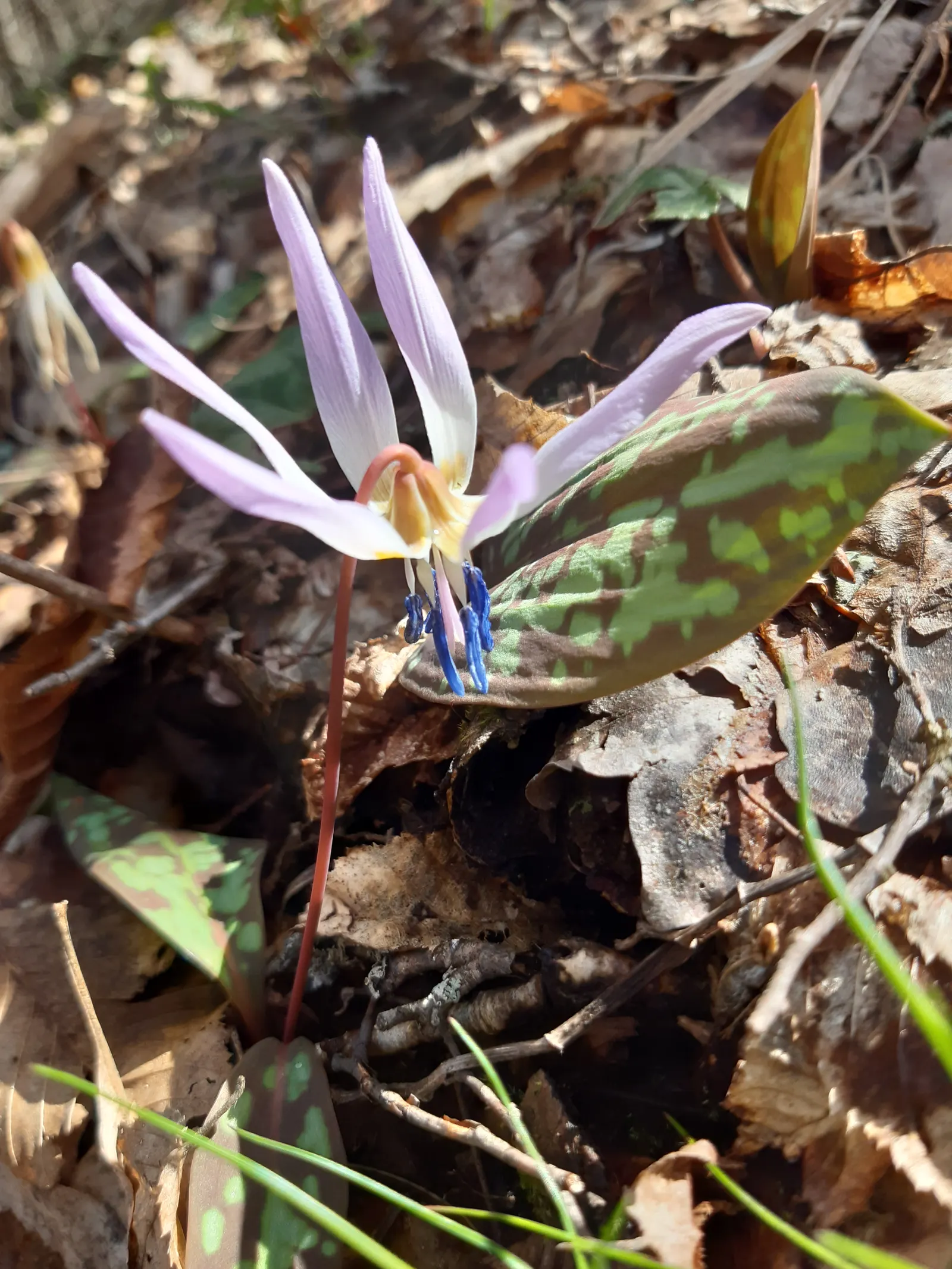 Trout Lily (Erythronium Oreganum) — bulb for full or half or shade