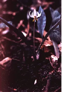 Trout Lily (Erythronium Oreganum) — Preferring moist, acidic soil, it thrives under dappled sunlight in woodland gardens, spreading via corms; white flowers in