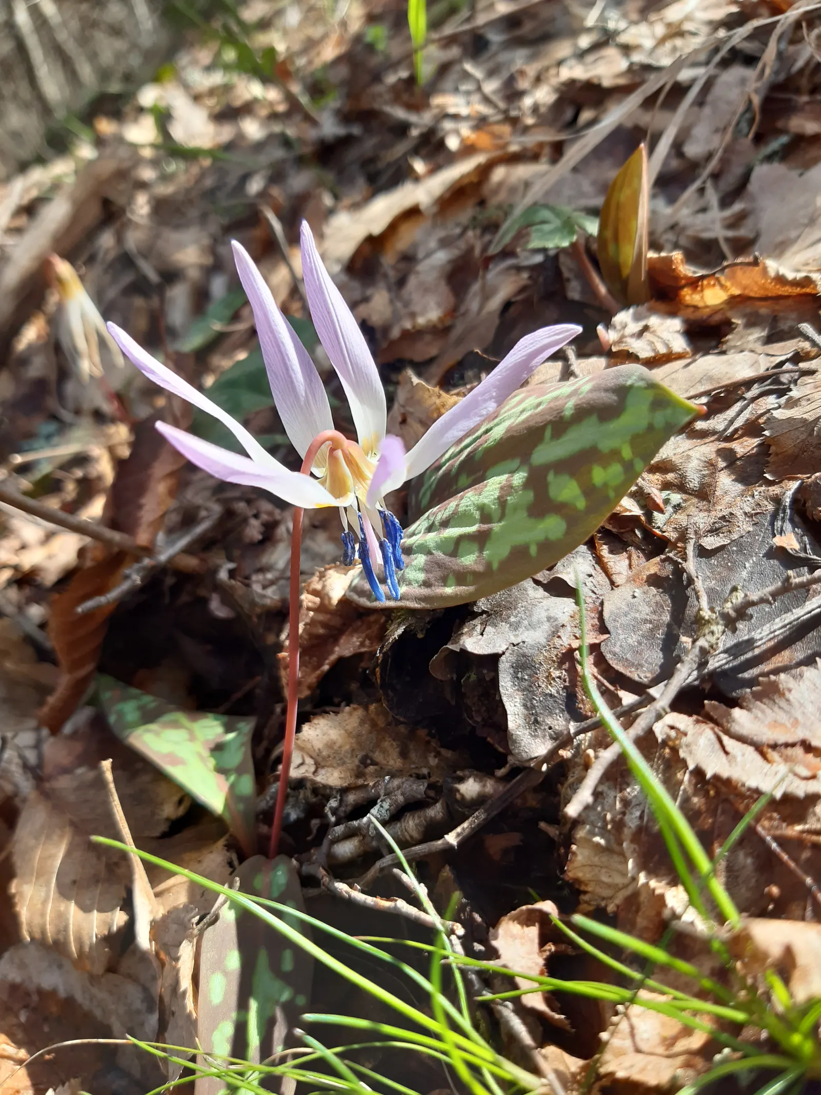 Trout Lily (Erythronium Oreganum) — is a captivating perennial that could bring a natural woodland aesthetic to your client's garden; the plant's, image 88