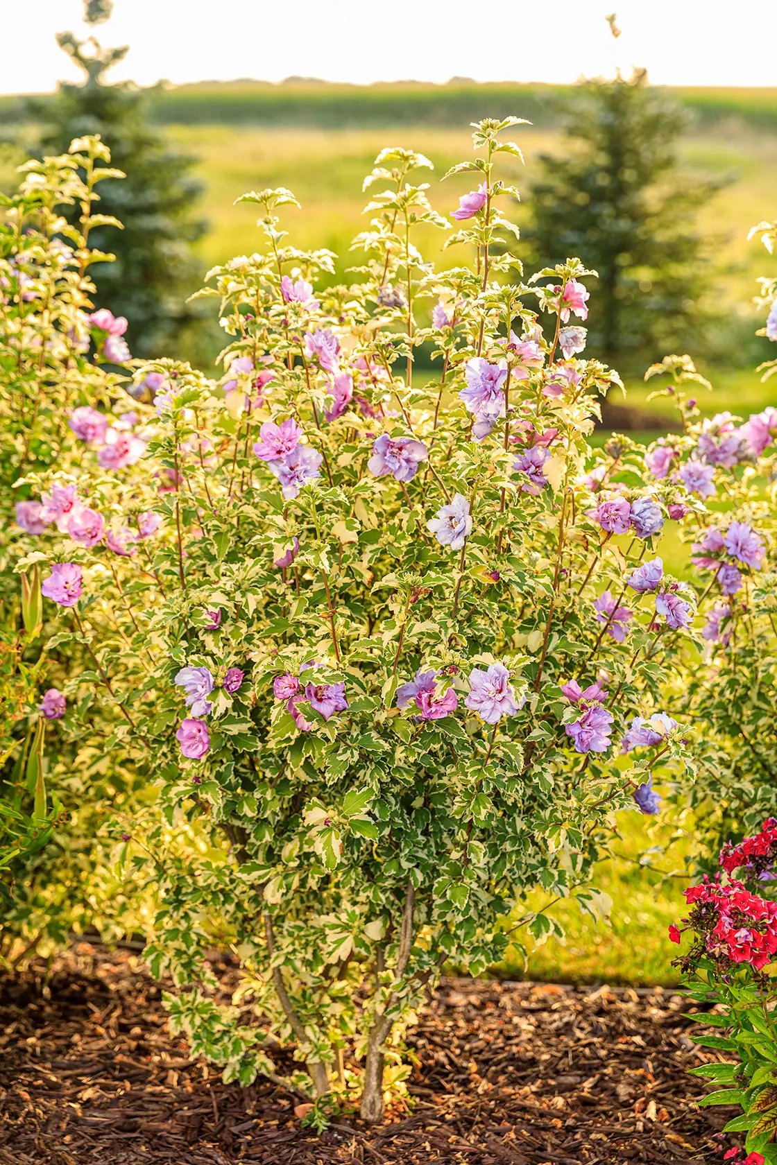 Dark Lavender Chiffon® Hibiscus (Hibiscus syriacus) — It matures to 8-12 feet tall and 6-10 feet wide, making a bold hedge, screen, or focal point