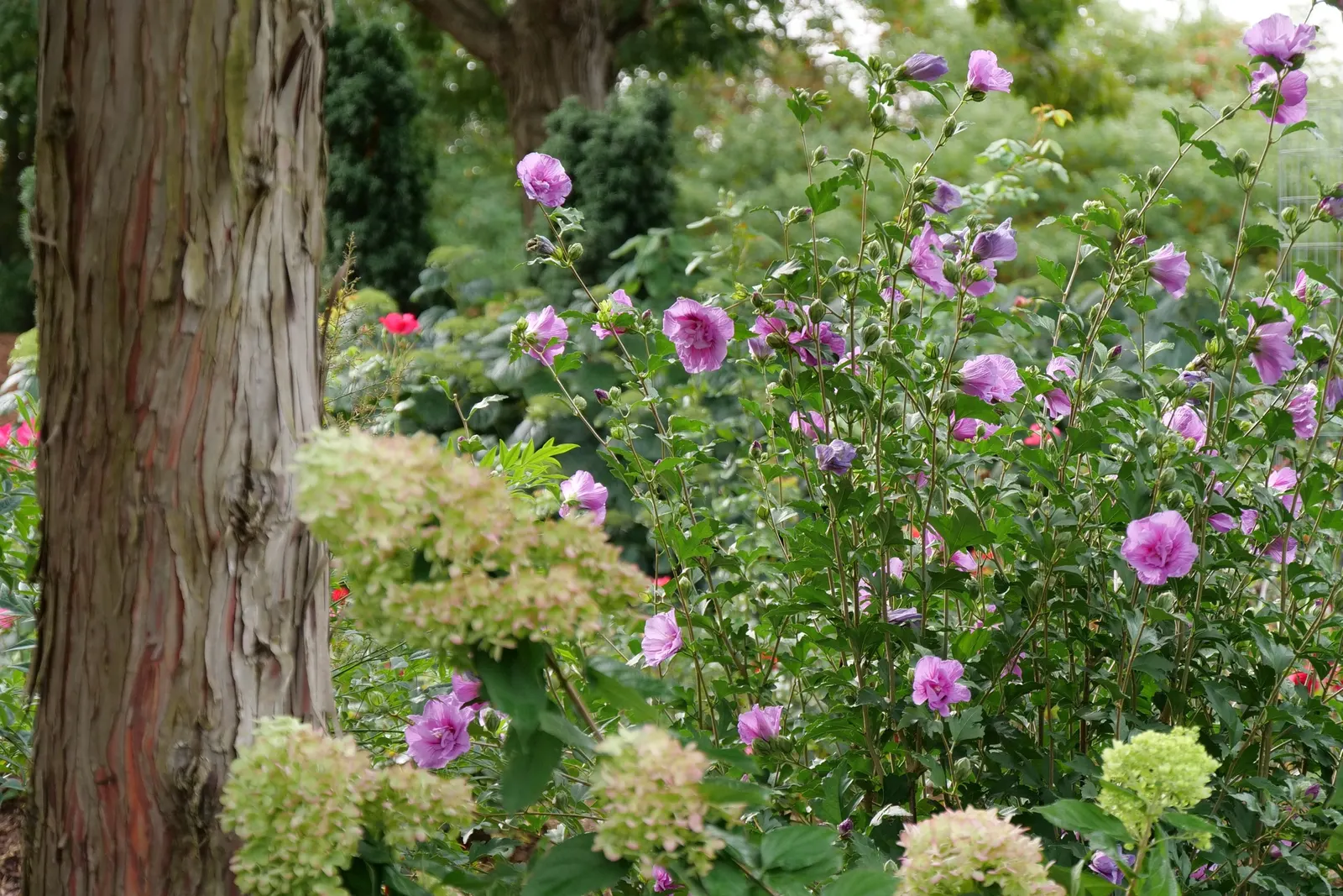 Dark Lavender Chiffon® Hibiscus (Hibiscus syriacus) — is an upright deciduous shrub with dark green foliage and rich lavender-purple