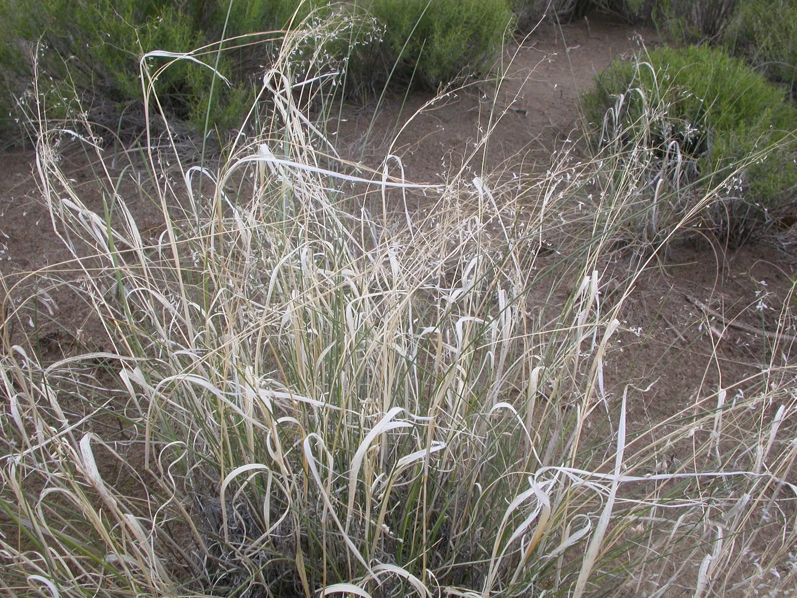 Indian Rice Grass (Achnatherum Hymenoides) — making it a suitable candidate for xeriscaping or gardens that aim to reduce supplemental irrigation