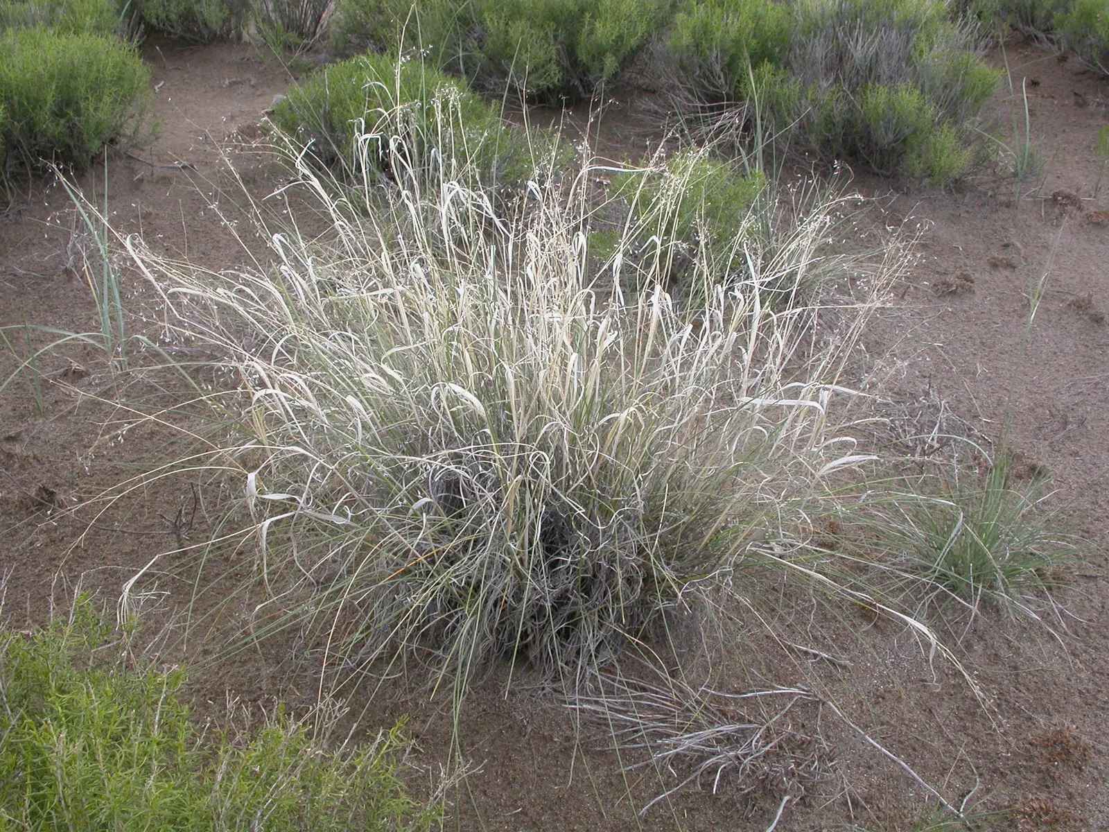 Indian Rice Grass (Achnatherum Hymenoides) — This ornamental grass has a graceful and fine-textured appearance