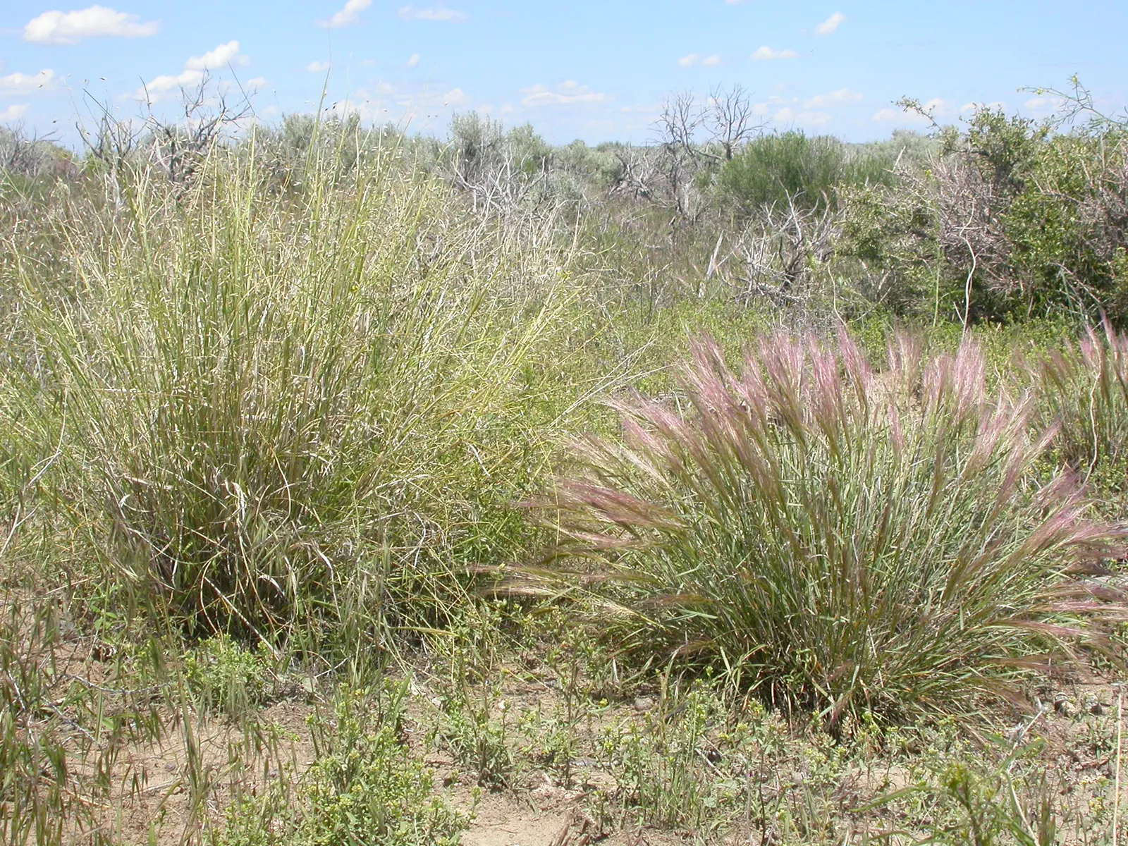 Indian Rice Grass (Achnatherum Hymenoides) — Ideal for naturalistic designs