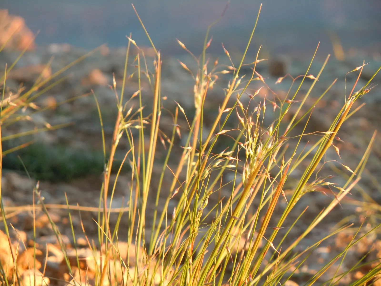 Indian Rice Grass (Achnatherum Hymenoides) — hymenoides serves as excellent forage for wildlife
