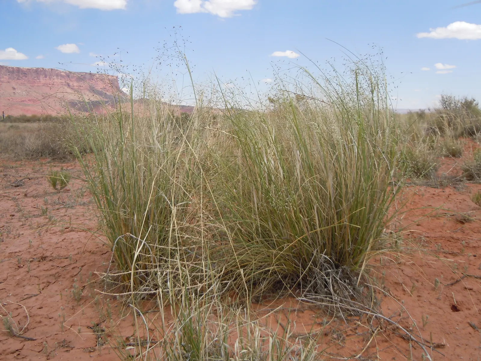 Indian Rice Grass (Achnatherum Hymenoides) — It features narrow leaves and delicate, feathery seed heads that flourish in spring to summer; offering a dynamic