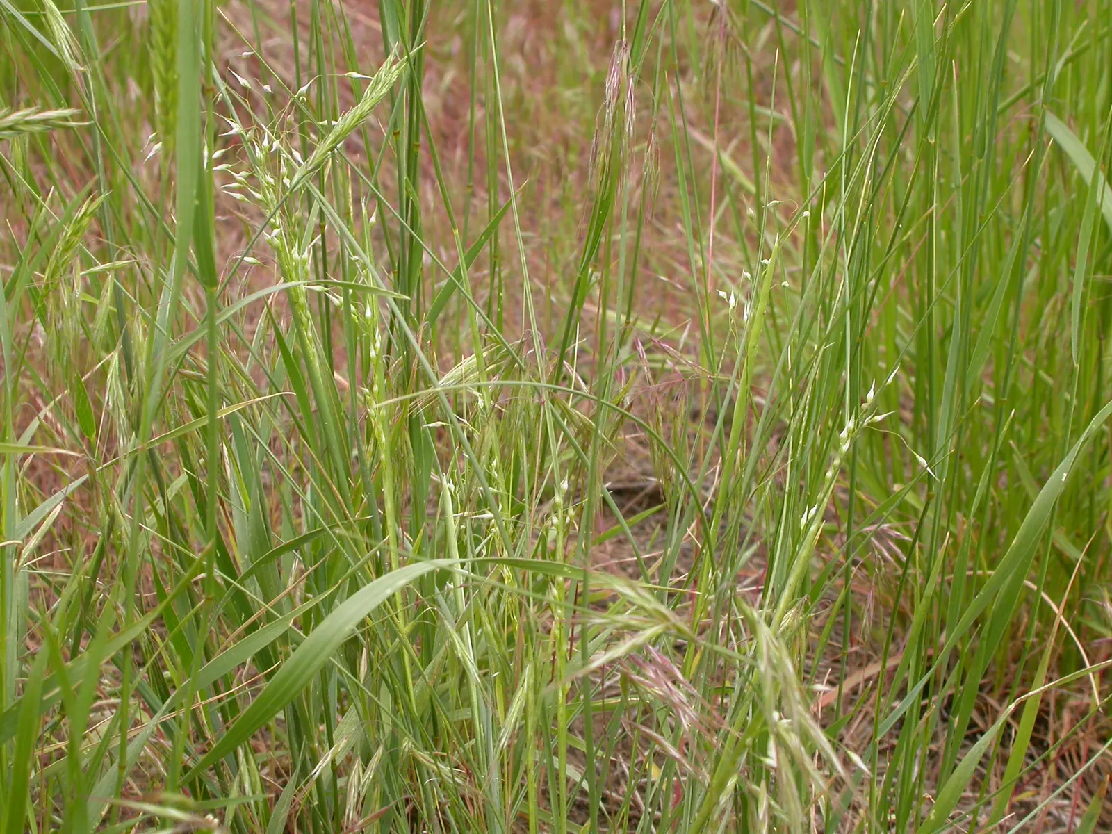 Indian Rice Grass (Achnatherum Hymenoides) — This drought-tolerant species thrives in USDA zones 4-9, requiring full sun and well-drained soils; hymenoides