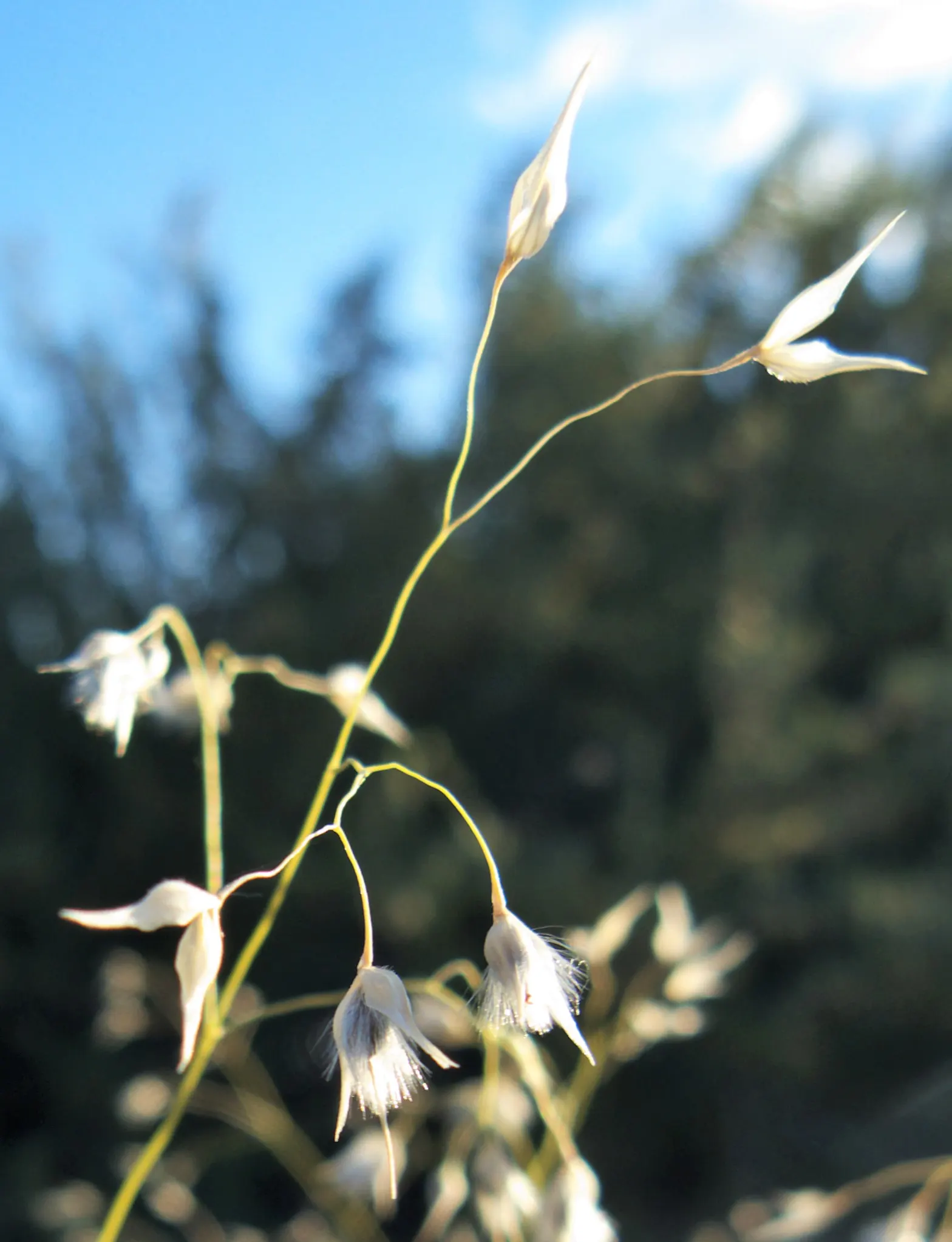 Indian Rice Grass (Achnatherum Hymenoides) — Its hardiness zones range typically from 4 through 9