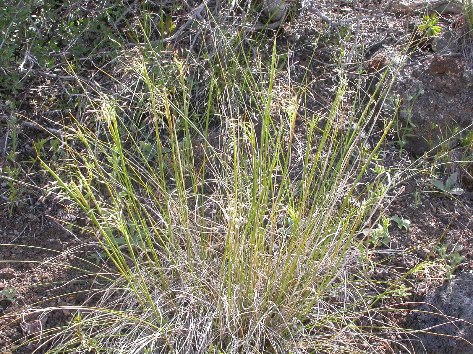 Indian Rice Grass (Achnatherum Hymenoides) — This drought-tolerant species thrives in USDA zones 4-9, requiring full sun and well-drained soils