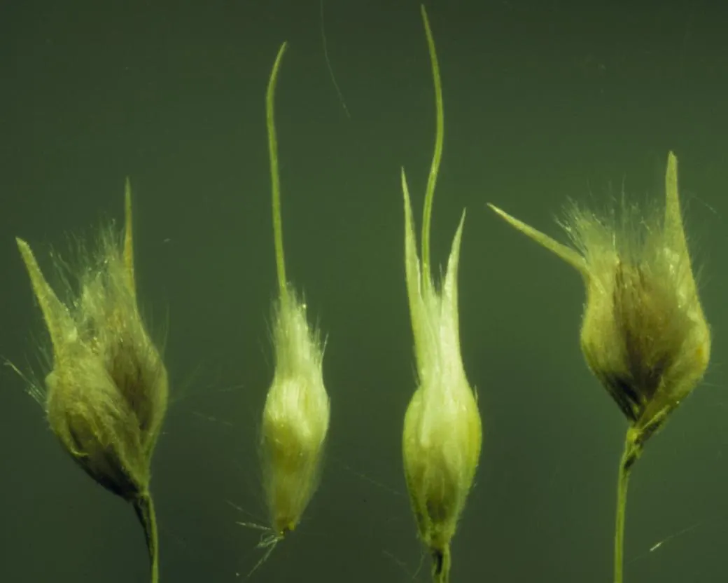 Indian Rice Grass (Achnatherum Hymenoides) — rolled leaves are gray-green and elongate into elegant
