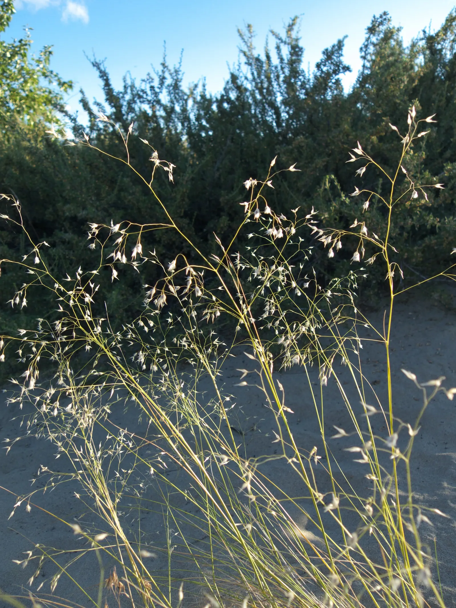 Indian Rice Grass (Achnatherum Hymenoides) — allowing it to endure temperatures down to -30&deg;F.<br><br>Ecologically
