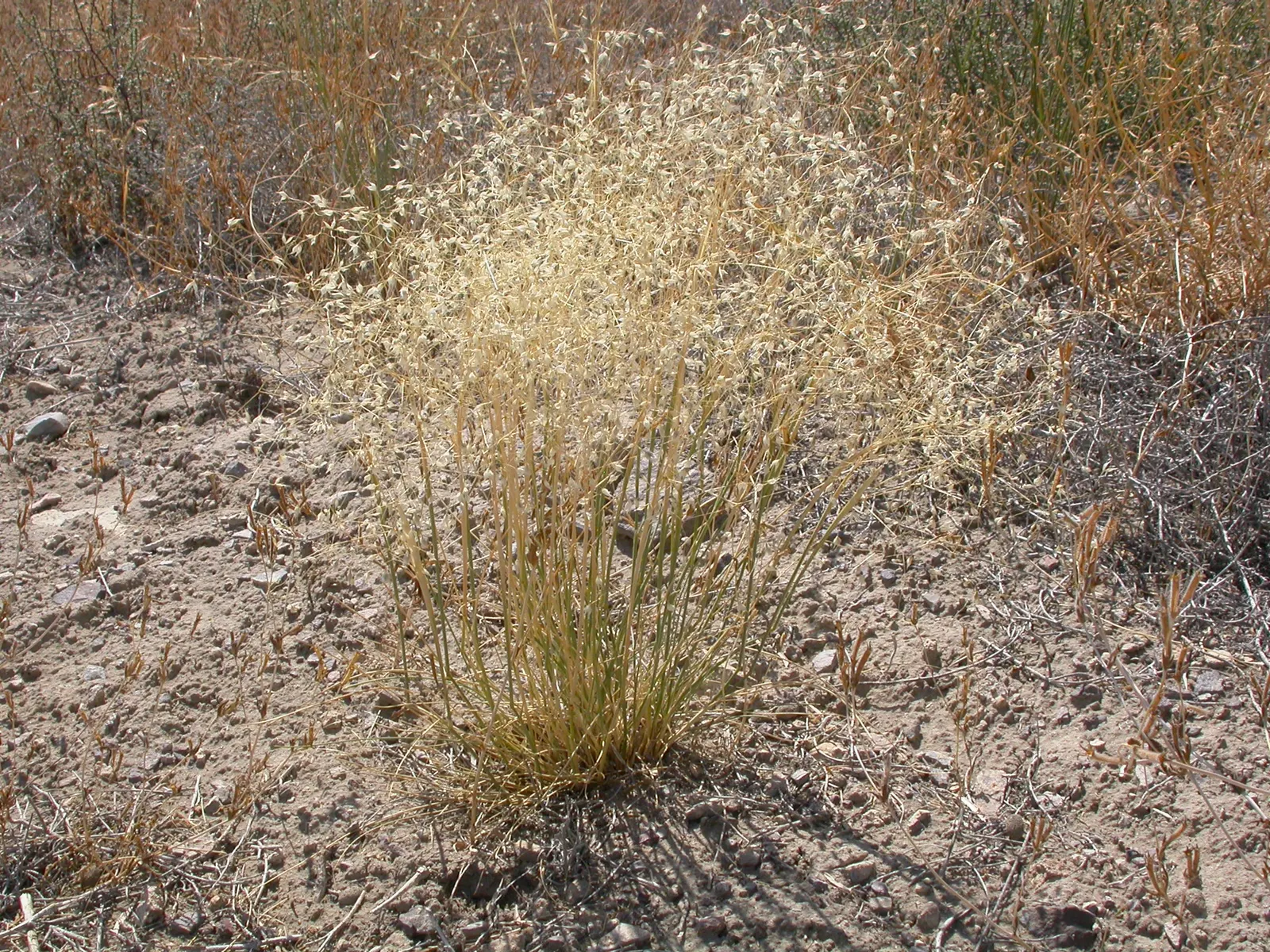 Indian Rice Grass (Achnatherum Hymenoides) — offering a dynamic visual effect in the garden