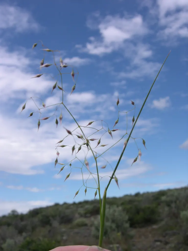 Indian Rice Grass (Achnatherum Hymenoides) — Indian Ryegrass establishes a clumping form that gently sways with the wind
