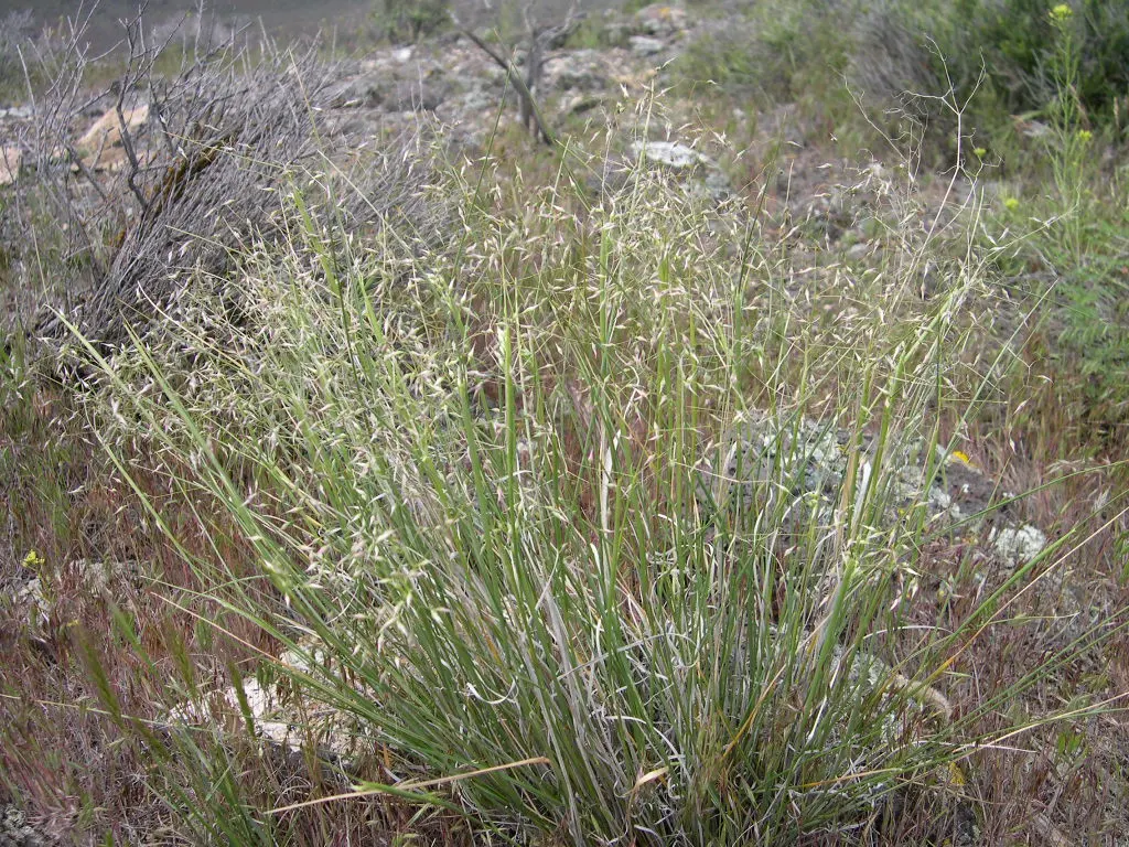 Indian Rice Grass (Achnatherum Hymenoides) — including birds and mammals