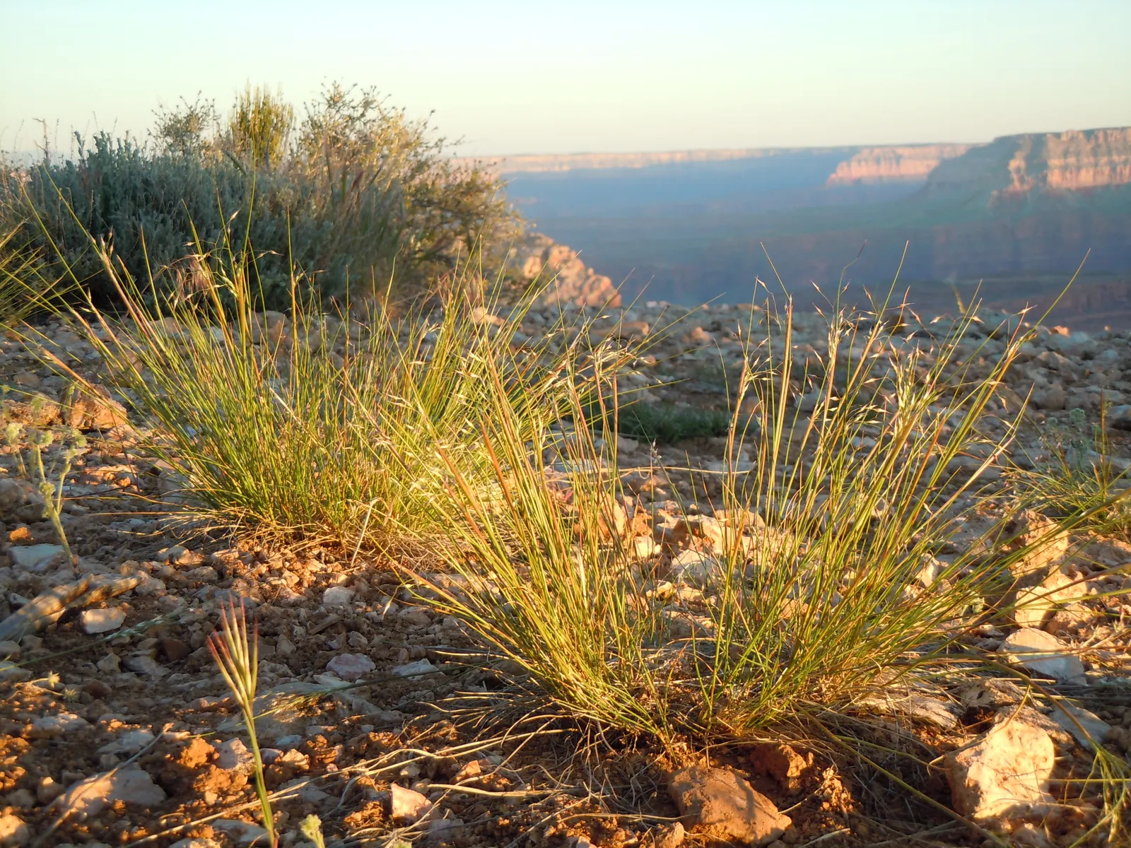 Indian Rice Grass (Achnatherum Hymenoides) — Indian Ryegrass, Achnatherum hymenoides, is a perennial bunchgrass standing 1-2 feet tall; ideal for naturalistic