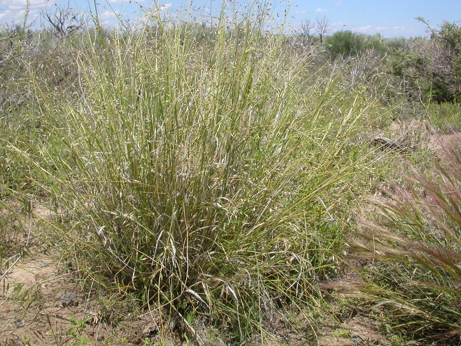 Indian Rice Grass (Achnatherum Hymenoides) — Ideal for naturalistic designs; aquatic / perennial for full