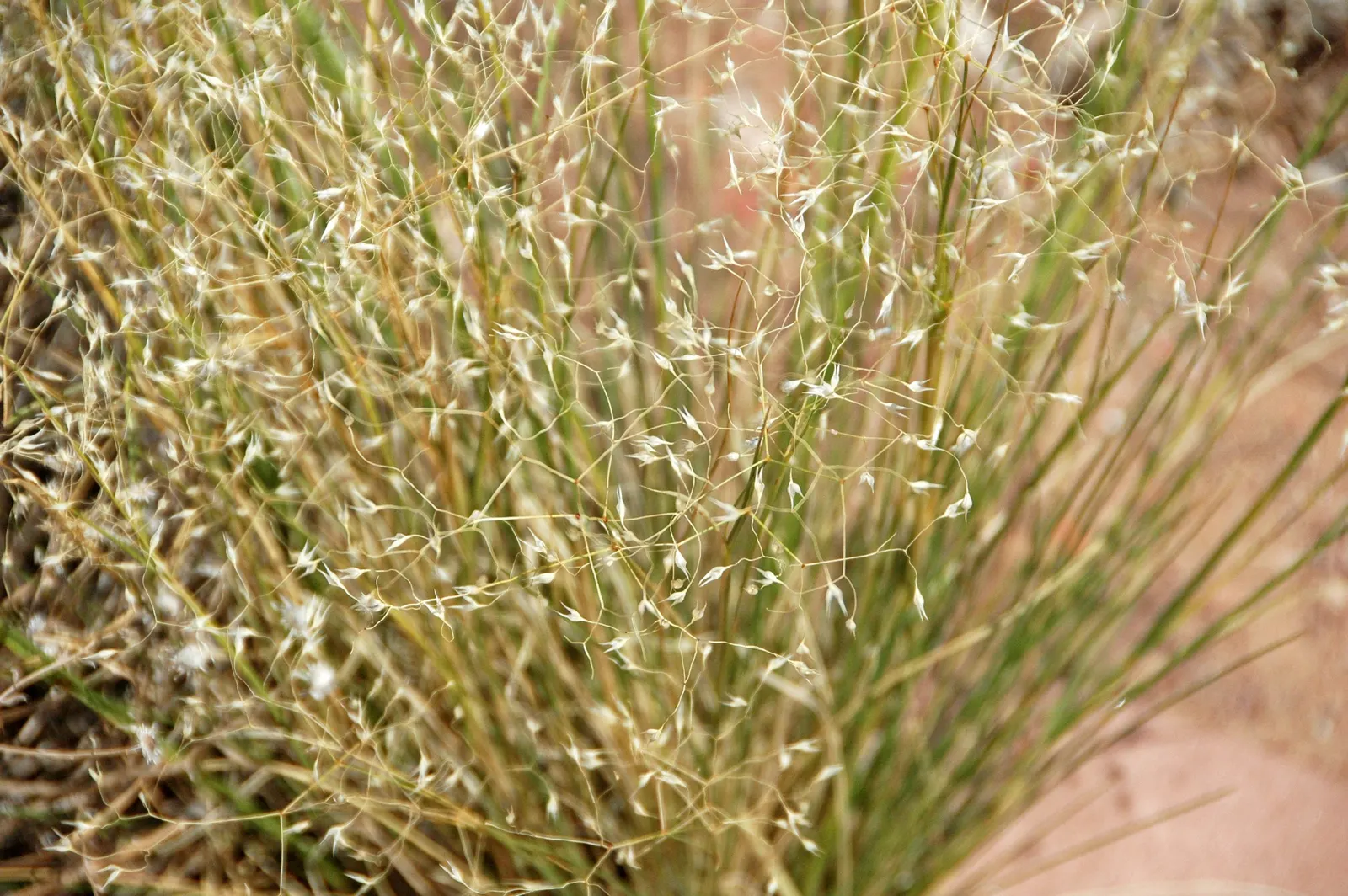 Indian Rice Grass (Achnatherum Hymenoides) — though it thrives best in well-drained sandy or loamy substrates