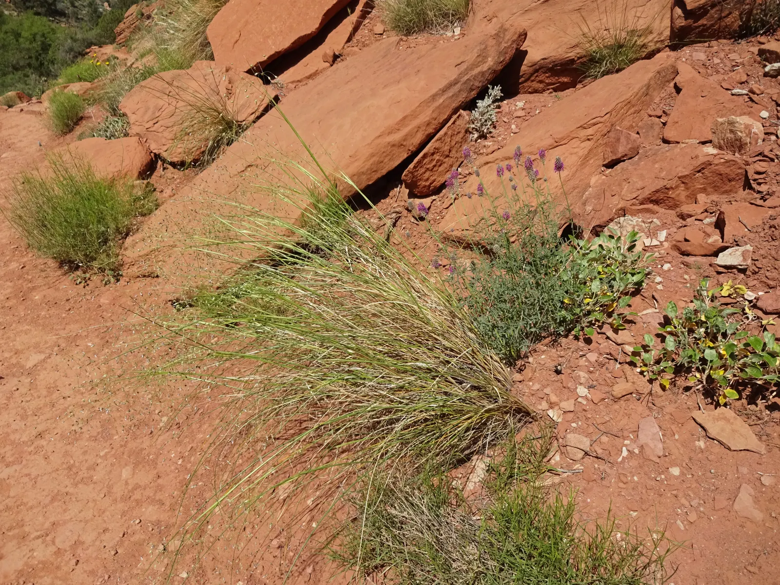 Indian Rice Grass (Achnatherum Hymenoides) — commonly known as Indian Ryegrass or Indian Ricegrass
