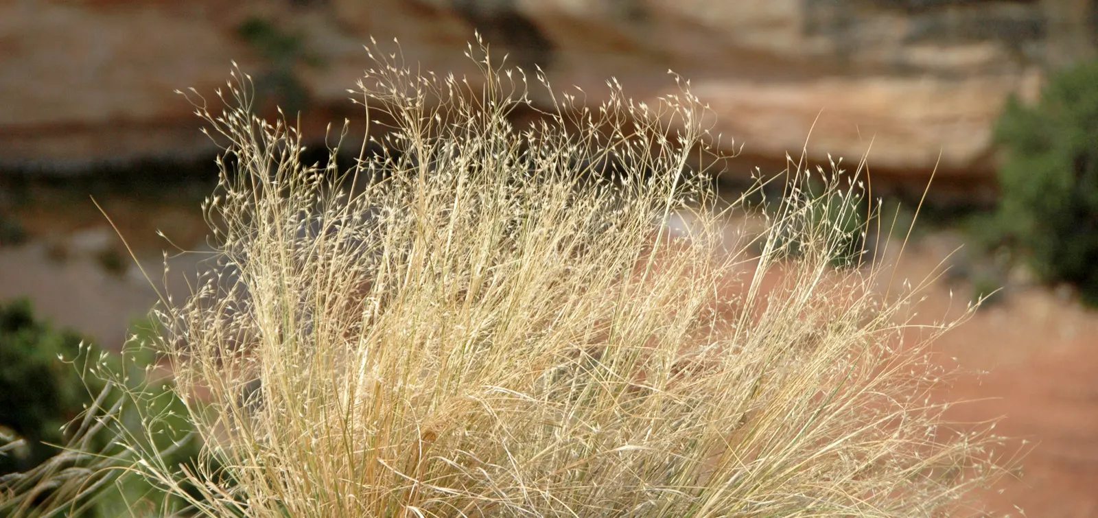 Indian Rice Grass (Achnatherum Hymenoides) — aquatic / perennial with white blooms