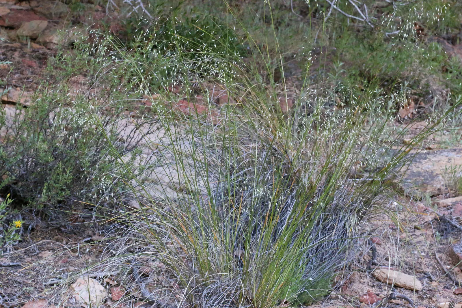 Indian Rice Grass (Achnatherum Hymenoides) — white flowers in the garden