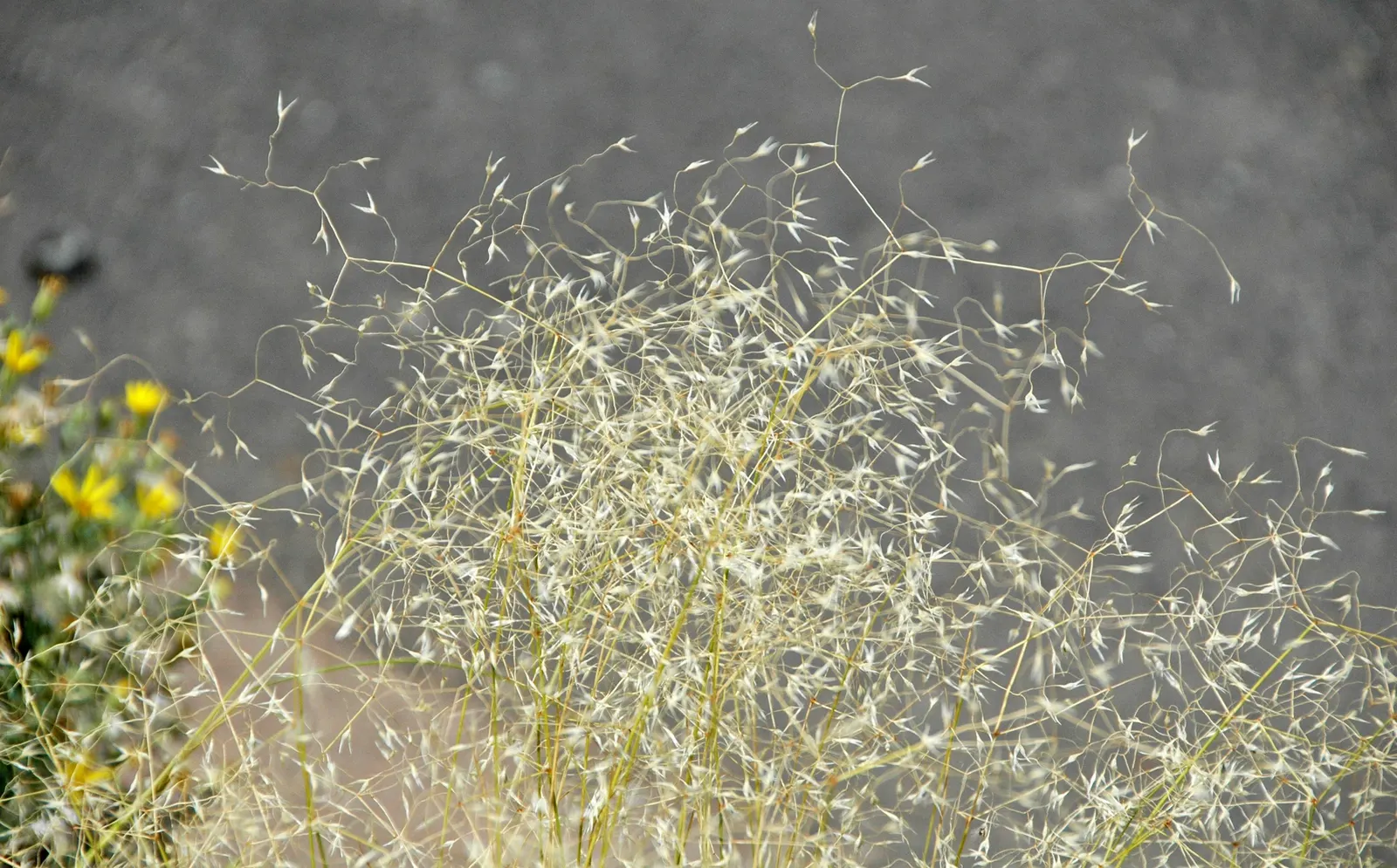 Indian Rice Grass (Achnatherum Hymenoides) — is a perennial bunchgrass that is native to North America