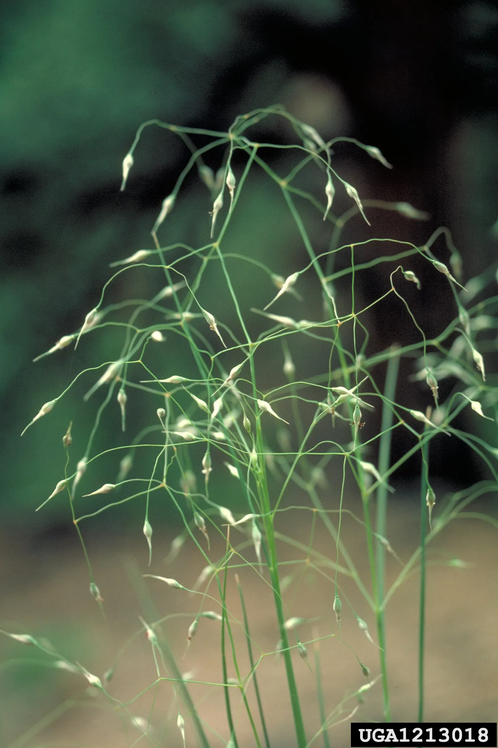 Indian Rice Grass (Achnatherum Hymenoides) — making it an exceptional choice for sustainable and naturalistic garden designs
