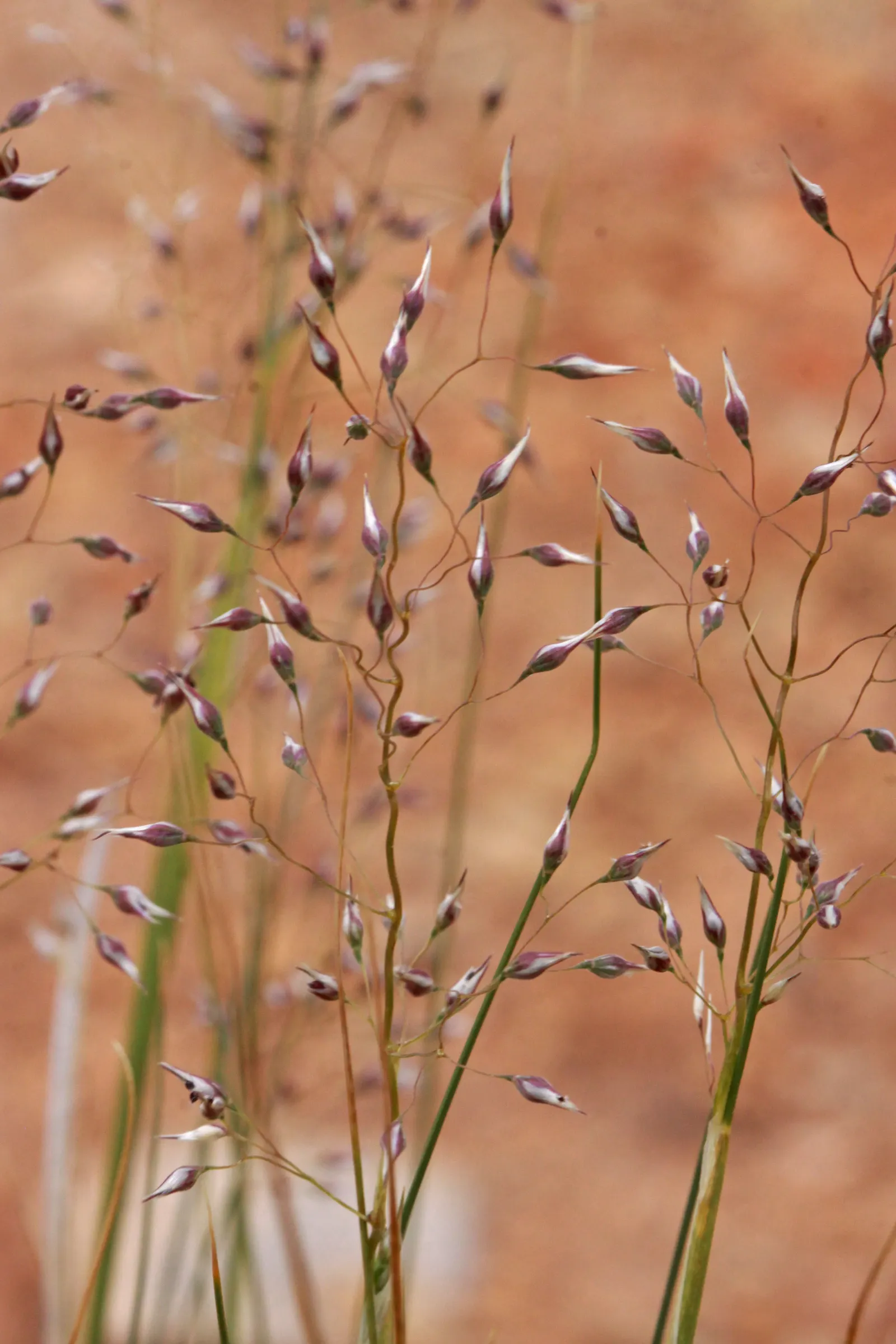 Indian Rice Grass (Achnatherum Hymenoides) — adding movement and grace to arid landscapes; is a perennial bunchgrass that is native to North America