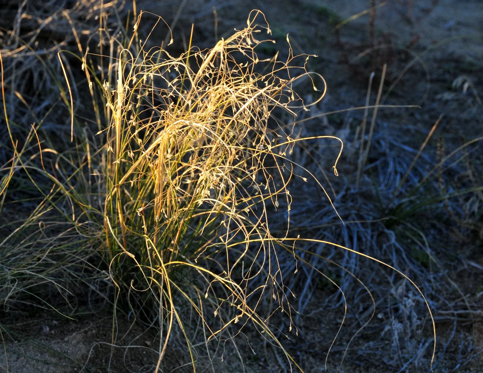Indian Rice Grass (Achnatherum Hymenoides) — It is highly drought-tolerant once established