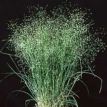Indian Rice Grass (Achnatherum Hymenoides) — Indian Ryegrass, Achnatherum hymenoides, is a perennial bunchgrass standing 1-2 feet tall