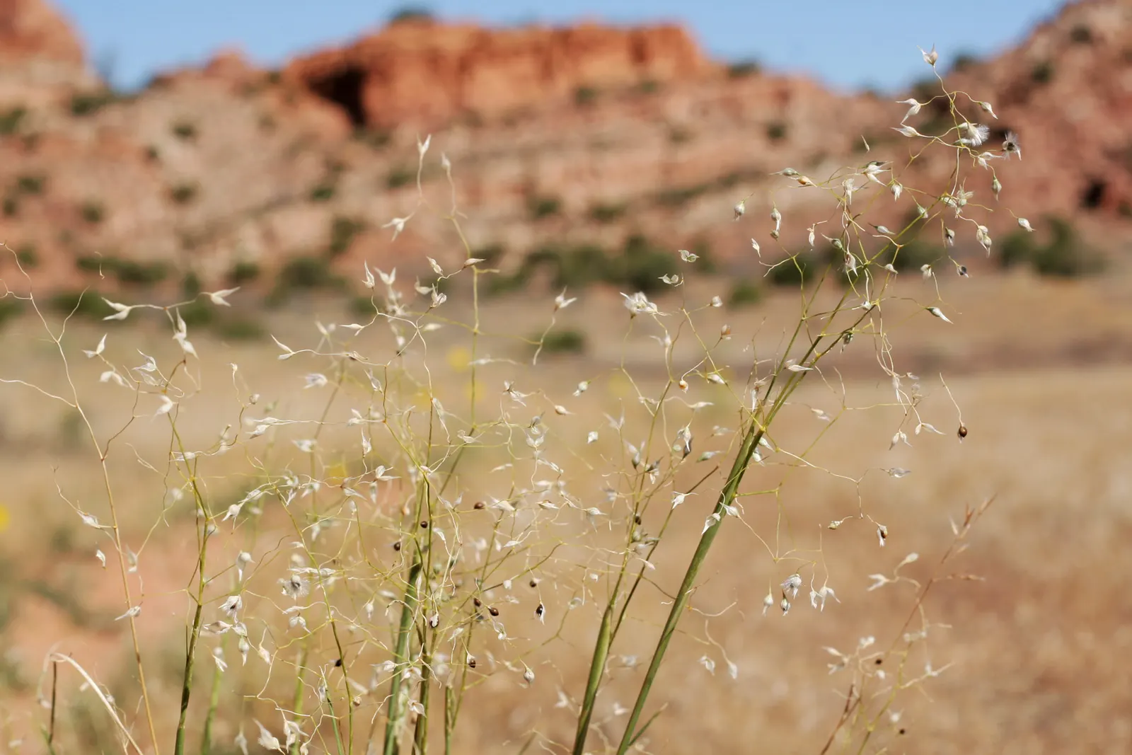 Indian Rice Grass (Achnatherum Hymenoides) — year-round visual interest