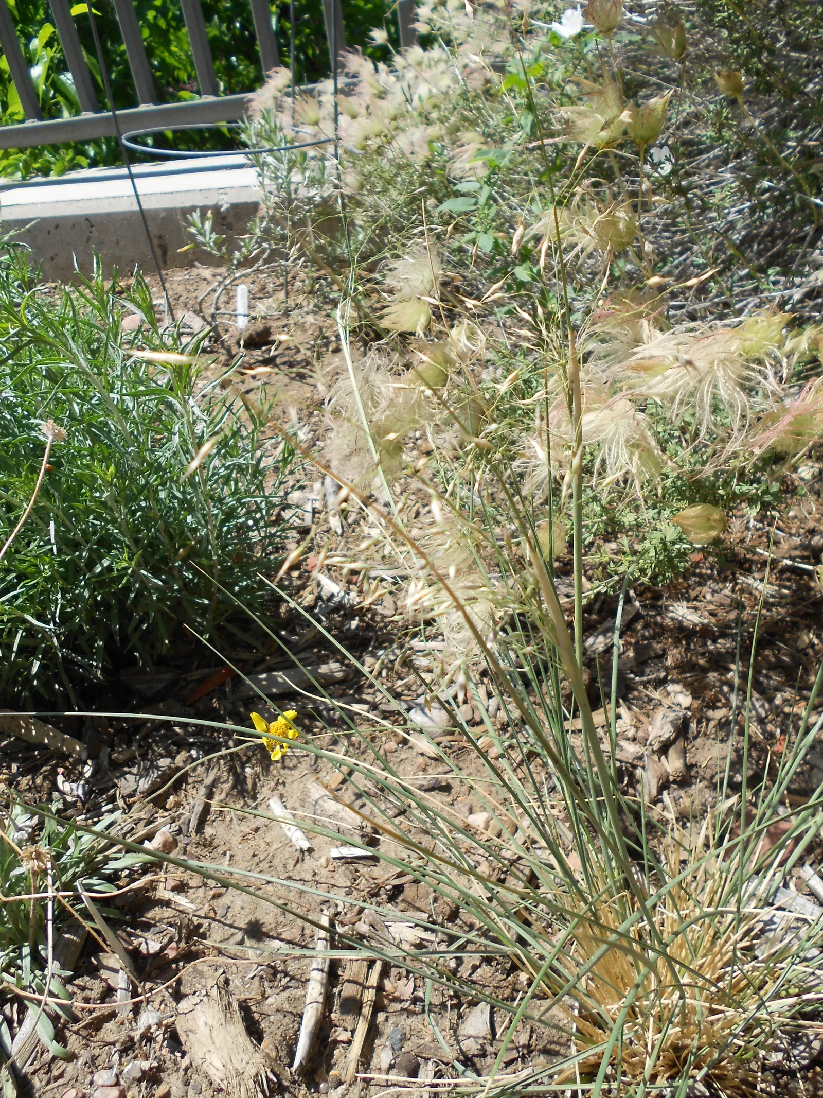 Indian Rice Grass (Achnatherum Hymenoides) — particularly in arid to semi-arid regions