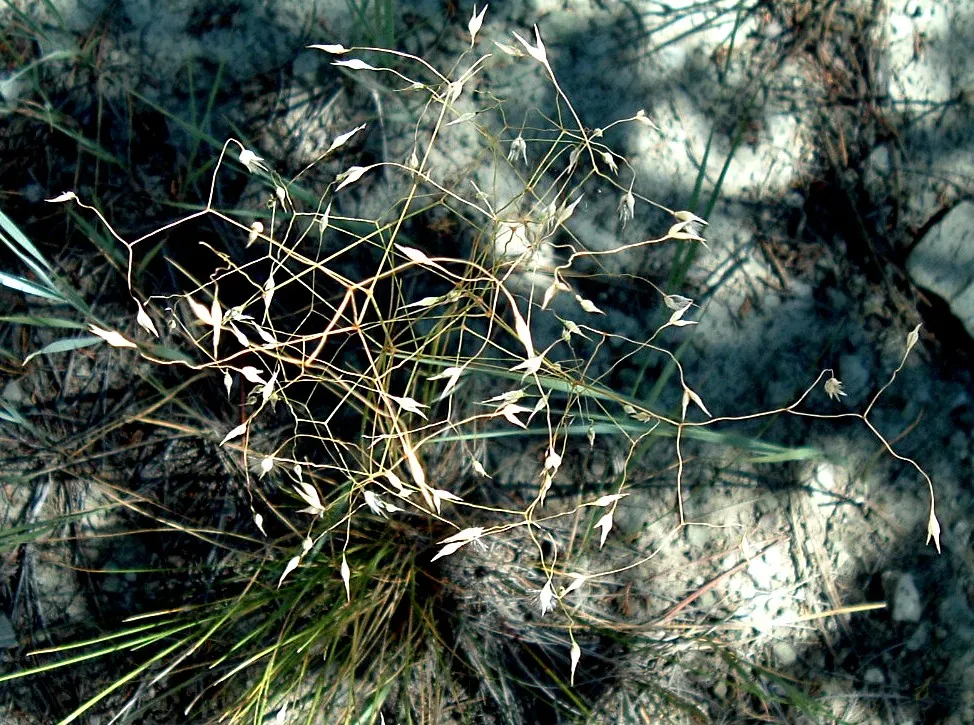 Indian Rice Grass (Achnatherum Hymenoides) — emphasize its low-maintenance nature