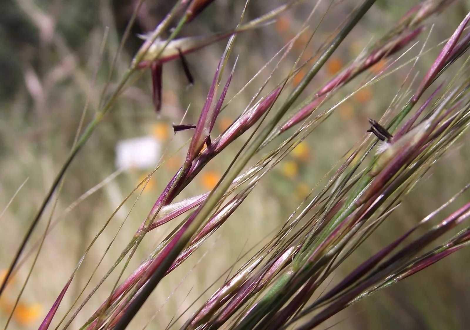 Indian Rice Grass (Achnatherum Hymenoides) — adding movement and grace to arid landscapes