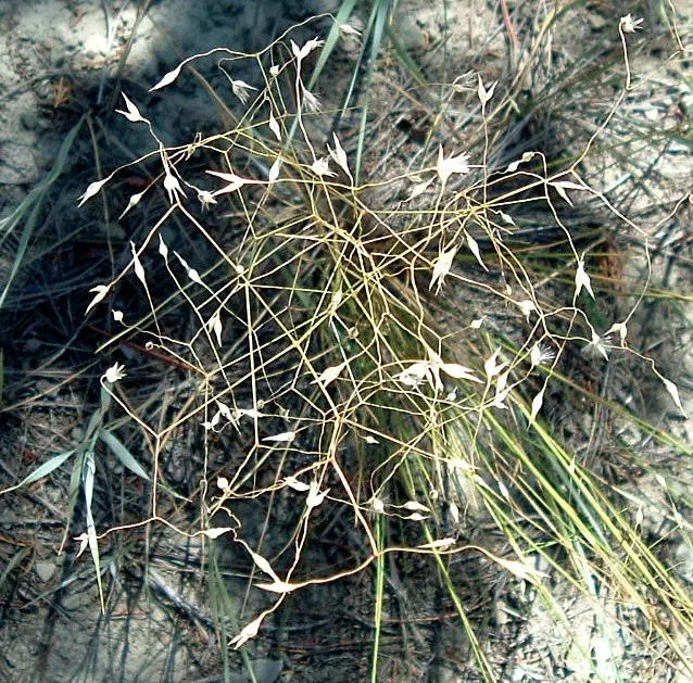 Indian Rice Grass (Achnatherum Hymenoides) — aquatic / perennial for full