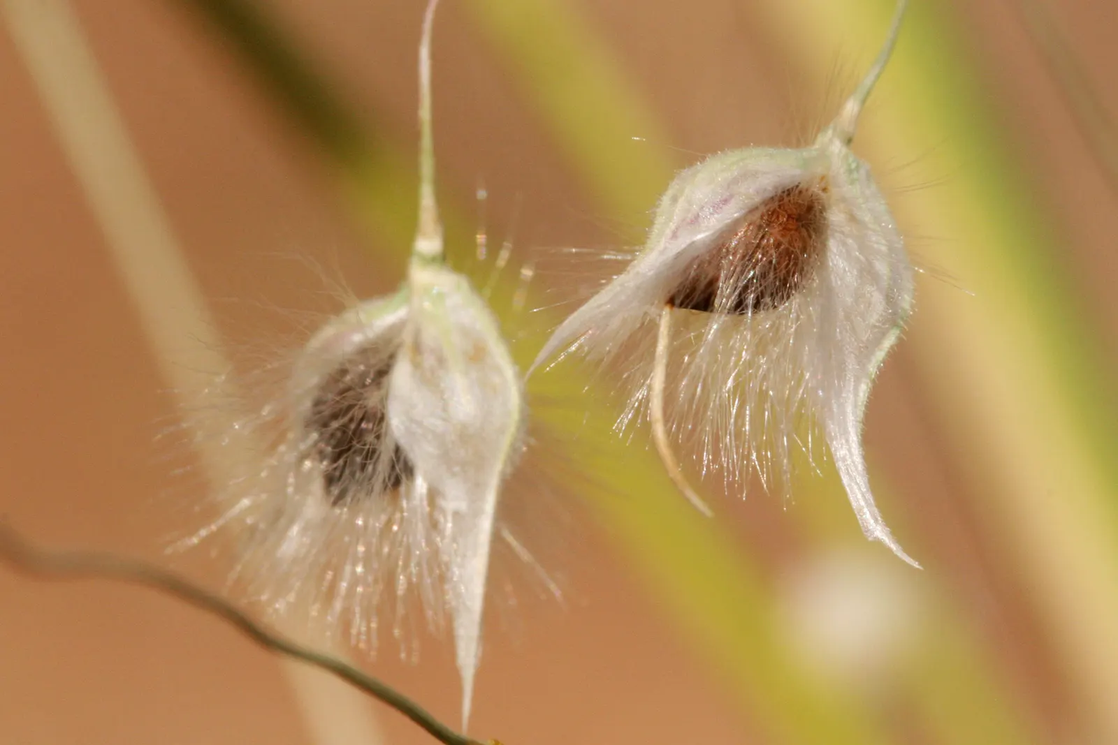 Indian Rice Grass (Achnatherum Hymenoides) — It features narrow leaves and delicate, feathery seed heads that flourish in spring to summer