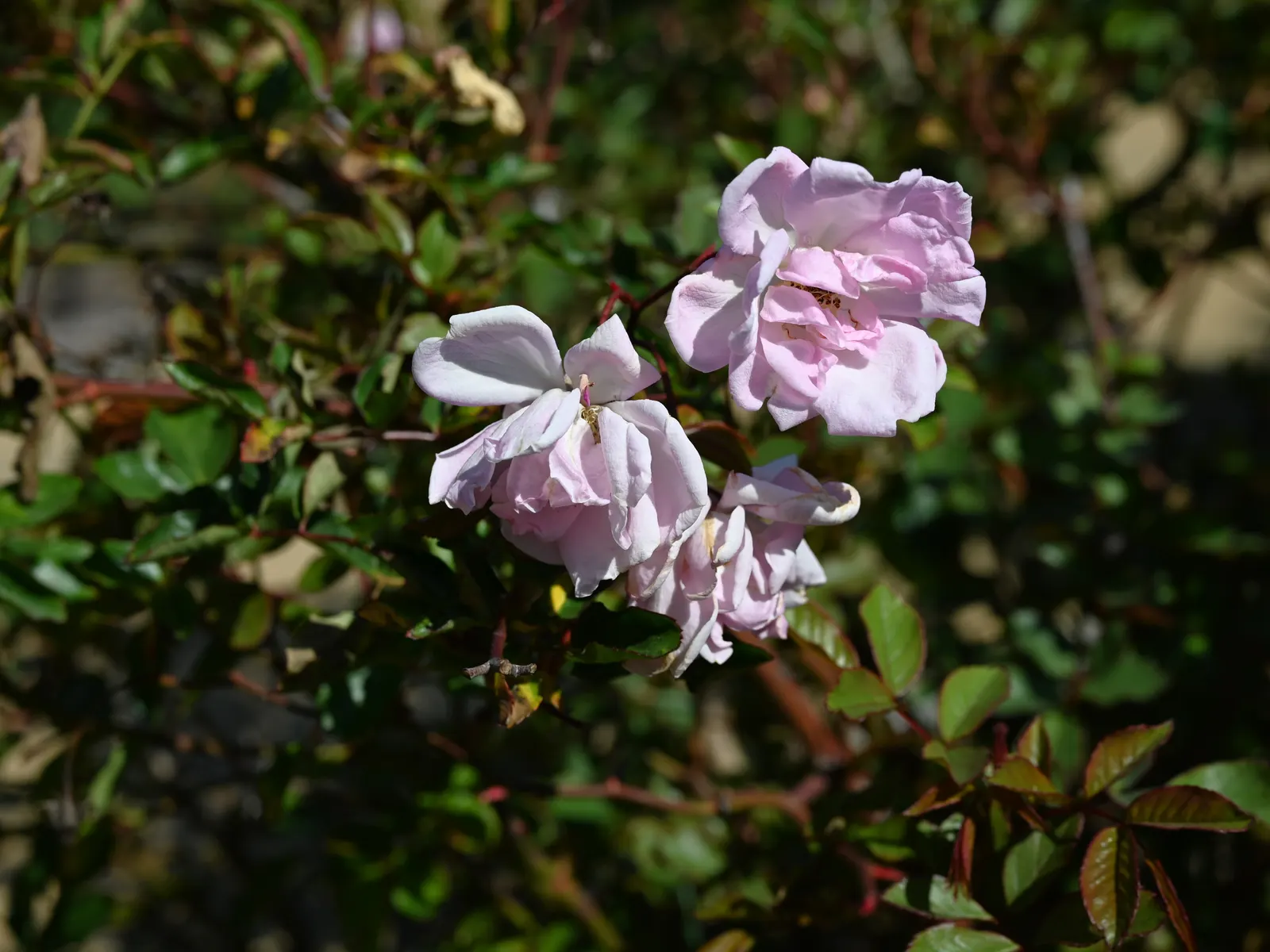 Rose Old Gay Hill Red China (Rosa 'Marie Pavie') — also known by its synonym Rosa 'Marie Pavie'