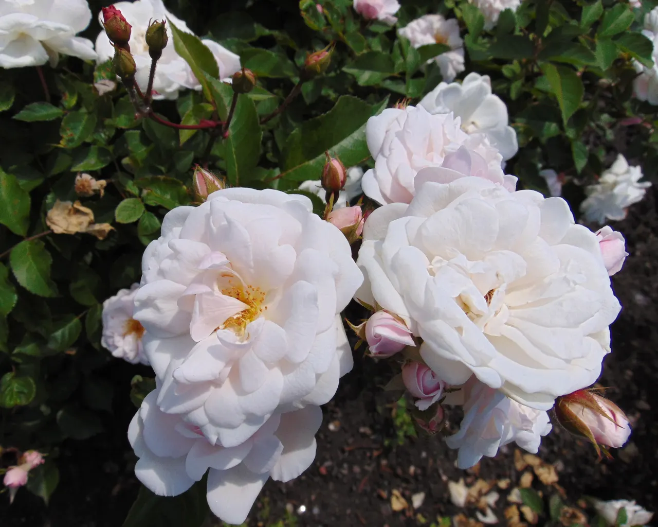 Rose Old Gay Hill Red China (Rosa 'Marie Pavie') — pale pink blooms which may deepen to rosy red in cooler weather