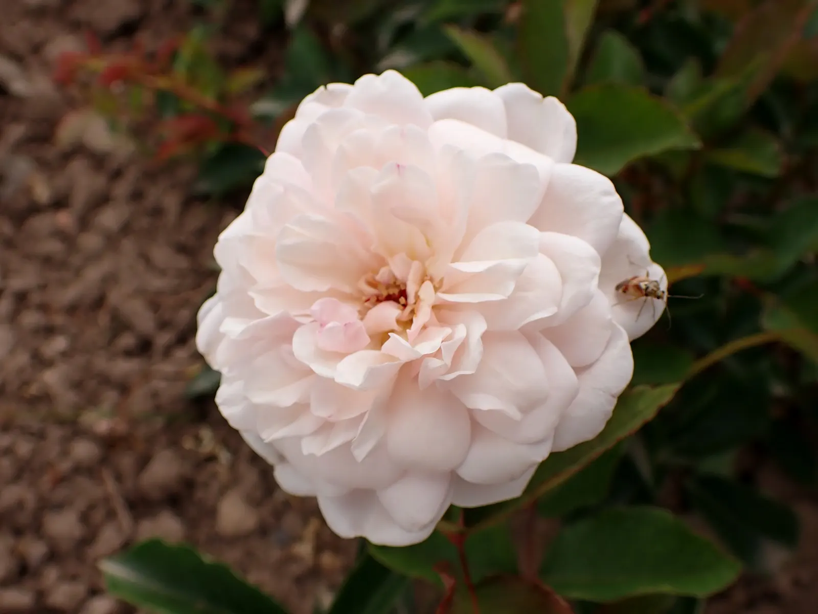Rose Old Gay Hill Red China (Rosa 'Marie Pavie') — With a mature height of approximately 3 to 4 feet and an equal spread