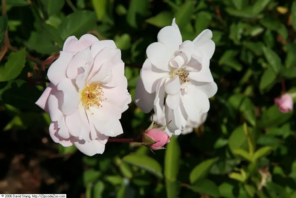 Rose Old Gay Hill Red China (Rosa 'Marie Pavie') — pleasing fragrance that perfumes the air from late spring until the first frost