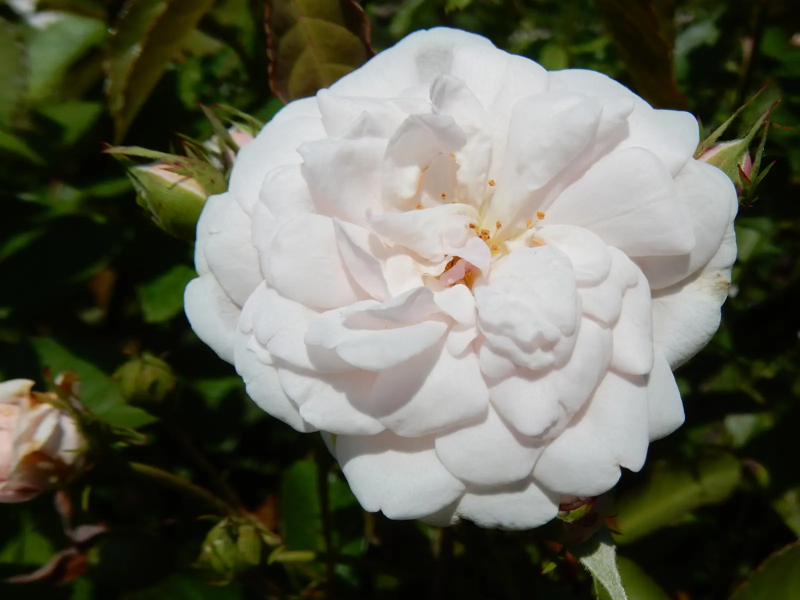 Rose Old Gay Hill Red China (Rosa 'Marie Pavie') — It typically reaches up to 3-4 feet in height and 2-3 feet in width