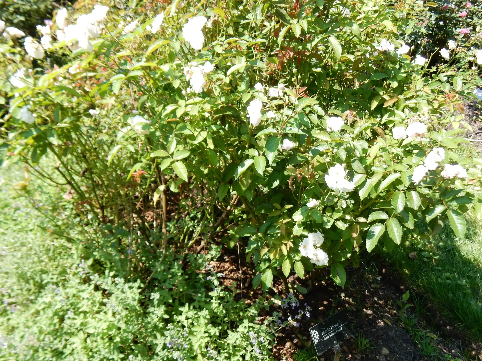 Rose Old Gay Hill Red China (Rosa 'Marie Pavie') — Its compact size suits mixed borders and cottage gardens
